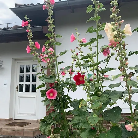 Dornroeschen Osterode am Harz