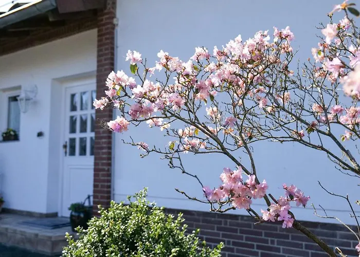 Dornroeschen * Osterode am Harz