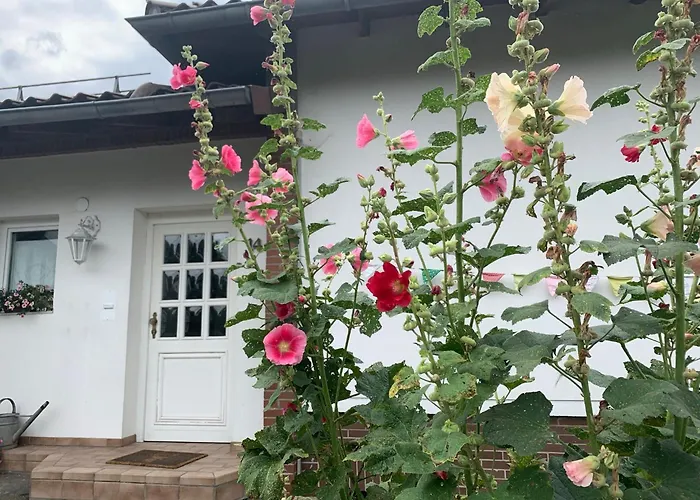 Dornroeschen Osterode am Harz